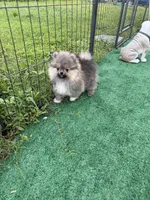 Rocky, a male Pomeranian for sale in Fort Myers, FL – 3 of 3