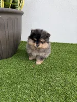 Lily, a female Pomeranian for sale in Fort Myers, FL – 2 of 5