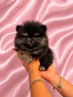 Lola, a female Pomeranian for sale in Fort Myers, FL – 2 of 2