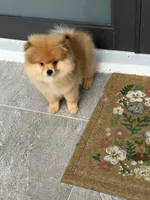 Leo, a male Pomeranian for sale in Fort Myers, FL – 2 of 4