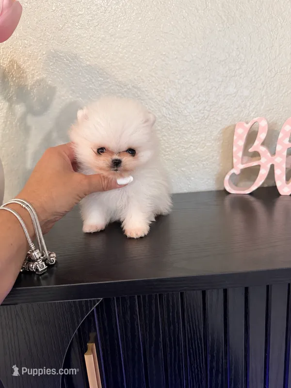 Luna – Pomeranian puppy for sale in Fort Myers, FL