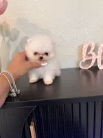 Luna, a female Pomeranian for sale in Fort Myers, FL – 1 of 2