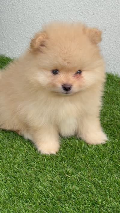 Milo, a male Pomeranian for sale in Fort Myers, FL – 5 of 5