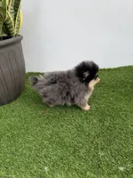 Lily, a female Pomeranian for sale in Fort Myers, FL – 4 of 5