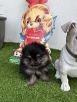 Penny, a female Pomeranian for sale in Fort Myers, FL – 2 of 3