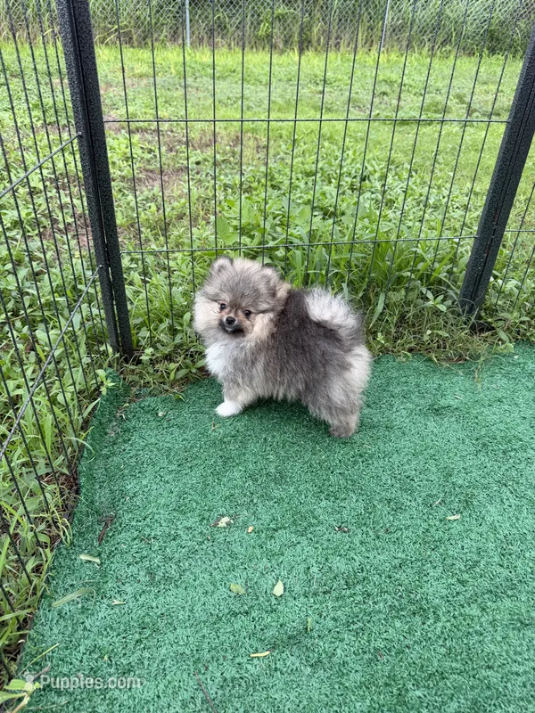 Rocky – Pomeranian puppy for sale in Fort Myers, FL