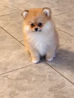 Lala, a female Pomeranian for sale in Fort Myers, FL – 2 of 2