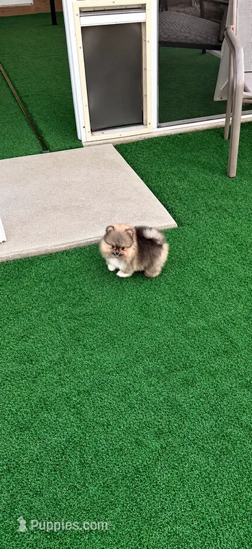 Rocky  – Pomeranian puppy for sale in Fort Myers, FL