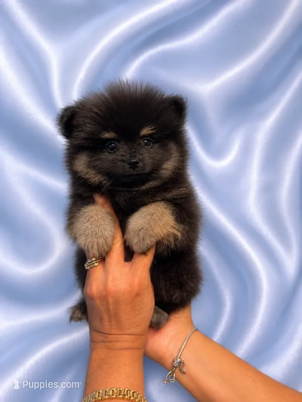 Blackie – Pomeranian puppy for sale in Fort Myers, FL