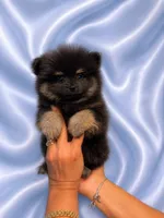 Blackie, a male Pomeranian for sale in Fort Myers, FL – 1 of 2