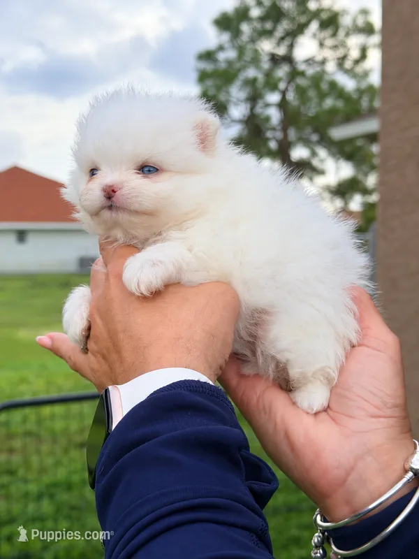 Blue – Pomeranian puppy for sale in Fort Myers, FL