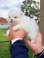 Blue, a male Pomeranian for sale in Fort Myers, FL – 1 of 1