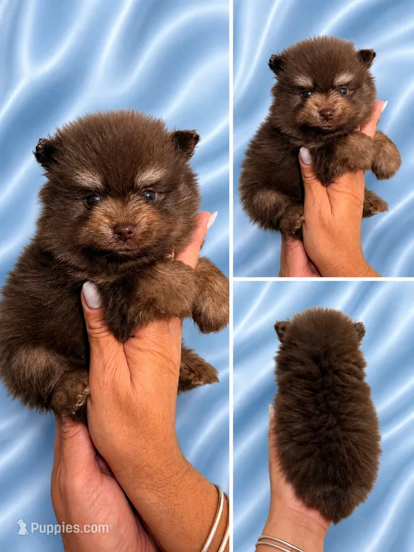 Choco  – Pomeranian puppy for sale in Fort Myers, FL