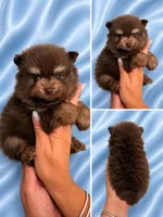 Choco , a male Pomeranian for sale in Fort Myers, FL – 1 of 2