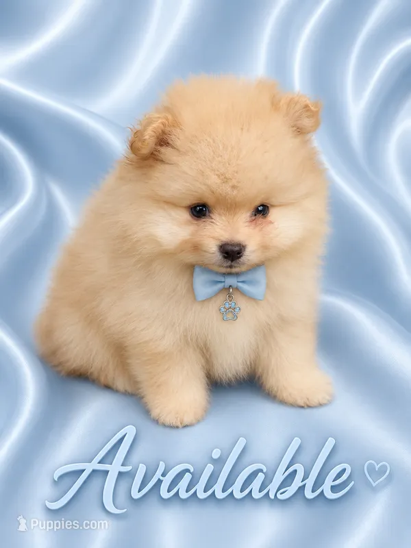 Milo – Pomeranian puppy for sale in Fort Myers, FL