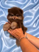 Choco, a male Pomeranian for sale in Fort Myers, FL – 1 of 2