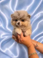Lilac Merle, a male Pomeranian for sale in Fort Myers, FL – 3 of 3