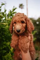 Orange (collar), a male Poodle - Standard  for sale in Gilbert, AZ – Photo 4 of 4