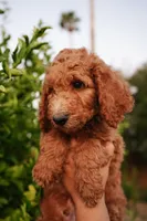 Orange (collar), a male Poodle - Standard  for sale in Gilbert, AZ – Photo 1 of 4