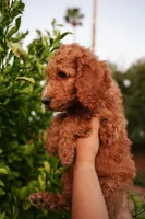 Orange (collar), a male Poodle - Standard  for sale in Gilbert, AZ – Photo 3 of 4