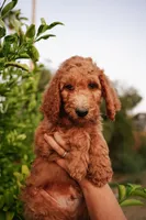 Orange (collar), a male Poodle - Standard  for sale in Gilbert, AZ – Photo 2 of 4