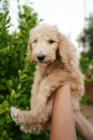 Red (collar), a male Poodle - Standard  for sale in Gilbert, AZ – Photo 3 of 3