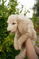 Red (collar), a male Poodle - Standard  for sale in Gilbert, AZ – Photo 2 of 3