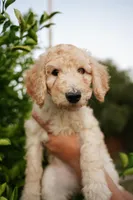 Girl, a female Poodle - Standard  for sale in Gilbert, AZ – Photo 4 of 4