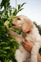 Girl, a female Poodle - Standard  for sale in Gilbert, AZ – Photo 2 of 4