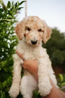 Girl, a female Poodle - Standard  for sale in Gilbert, AZ – Photo 1 of 4