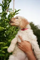 Girl, a female Poodle - Standard  for sale in Gilbert, AZ – Photo 3 of 4