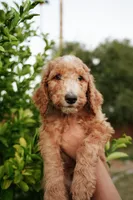 Theodore “Theo”, a male Poodle - Standard  for sale in Gilbert, AZ – Photo 2 of 3