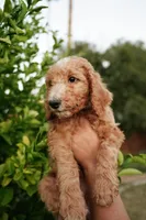 Theodore “Theo”, a male Poodle - Standard  for sale in Gilbert, AZ – Photo 3 of 3