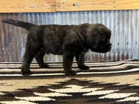 Kiwi, a male English Mastiff for sale in Litchfield, MN – 4 of 8