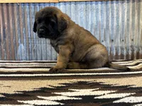 Shaka, a male English Mastiff for sale in Litchfield, MN – 2 of 7