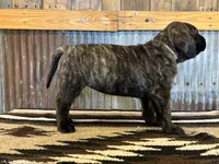 Sunshine, a female English Mastiff for sale in Litchfield, MN – 3 of 8