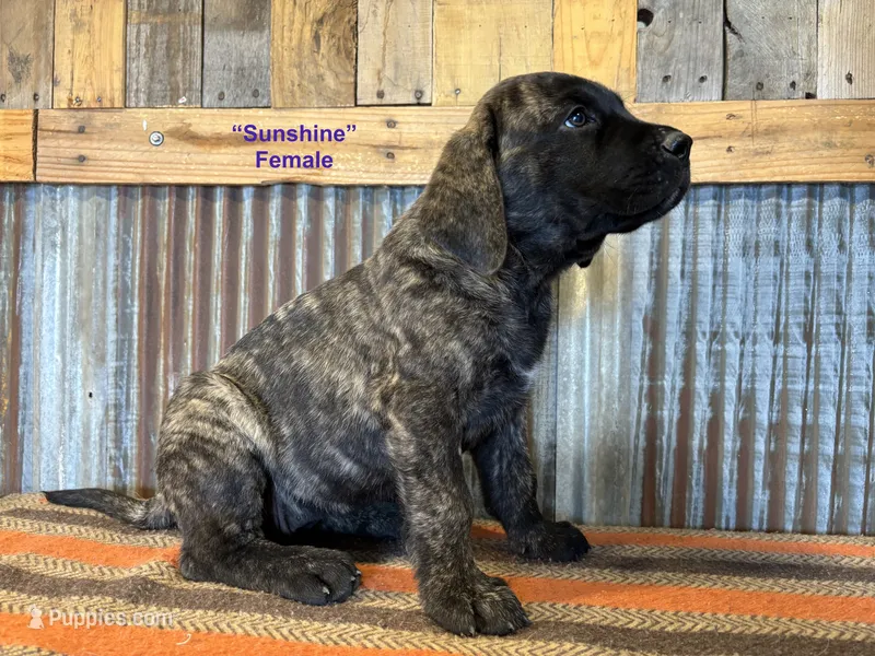 Sunshine – English Mastiff puppy on hold in Litchfield, MN