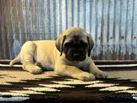 Cupcake, a female English Mastiff for sale in Litchfield, MN – 2 of 7