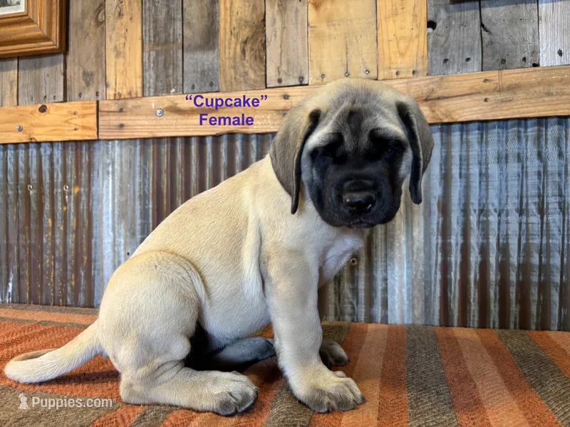 Cupcake – English Mastiff puppy for sale in Litchfield, MN