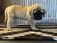 Cupcake, a female English Mastiff for sale in Litchfield, MN – 3 of 7