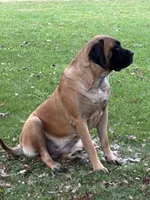 Shaka, a male English Mastiff for sale in Litchfield, MN – 6 of 7