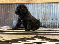 Kiwi, a male English Mastiff for sale in Litchfield, MN – 2 of 8