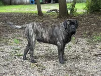 Shaka, a male English Mastiff for sale in Litchfield, MN – 4 of 7