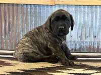 Sunshine, a female English Mastiff for sale in Litchfield, MN – 2 of 8