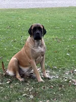 Shaka, a male English Mastiff for sale in Litchfield, MN – 7 of 7