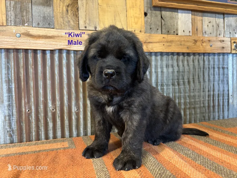 Kiwi – English Mastiff puppy for sale in Litchfield, MN