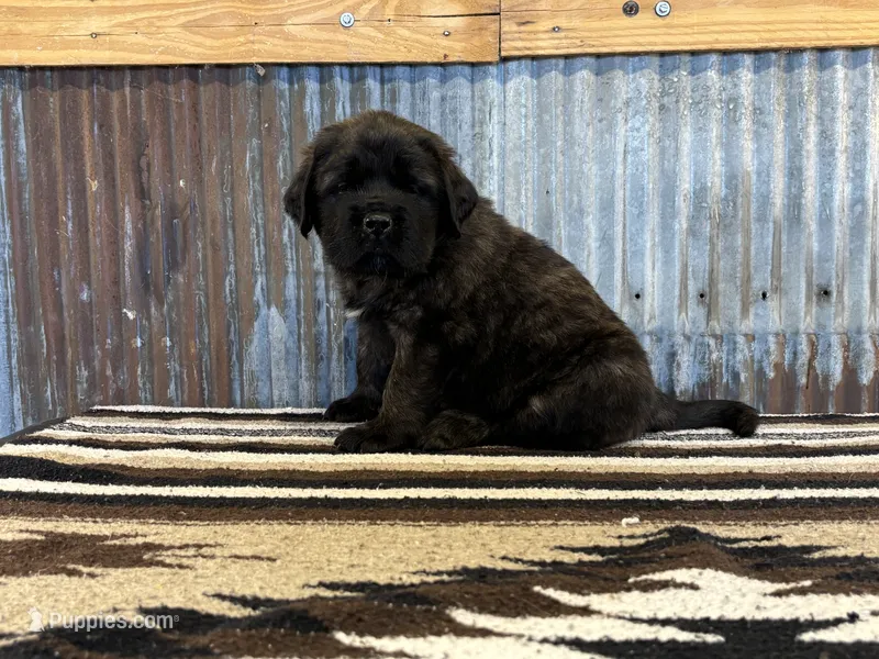 Kiwi – English Mastiff puppy for sale in Litchfield, MN