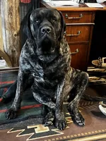 Cupcake, a female English Mastiff for sale in Litchfield, MN – 5 of 7