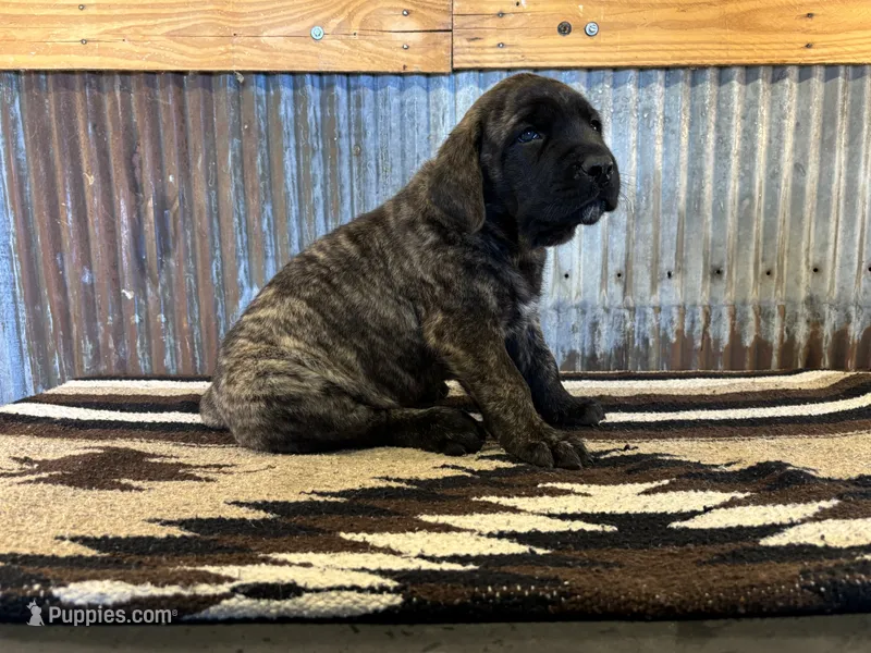 Sunshine – English Mastiff puppy for sale in Litchfield, MN