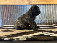 Sunshine, a female English Mastiff for sale in Litchfield, MN – 1 of 8